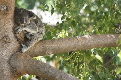 Koala Bear Sleeping In A Tree Stock Image Image Of Leaf Cute 15881733