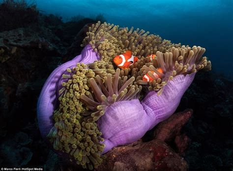 Found Nemo Stunning Photographs Capture Indonesias Clownfish Daily