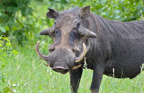 Warthog Omatjete Hunting And Safaris In Namibia