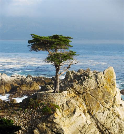 Explored The Lone Cypress Tree 17 Mile Drive Pebble Be Flickr