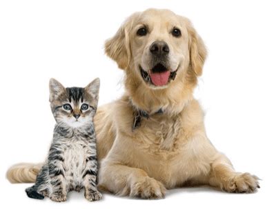 Save $100s on pet care. Volunteer - Gainesville Pet Rescue