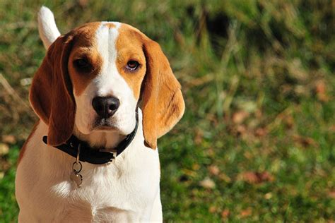 How Do I Stop My Beagle From Barking