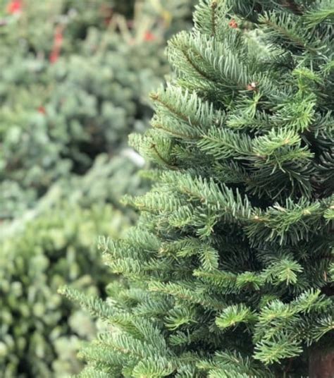 Northwest Premium Fresh Cut Noble Fir Christmas Tree Wilco Farm Stores