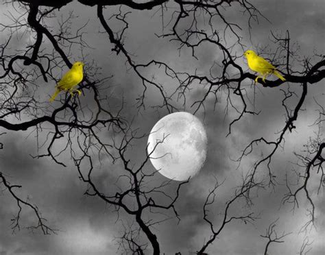 Black White Yellow Birds Tree Branch Moon By Littlepiephotoart 1899