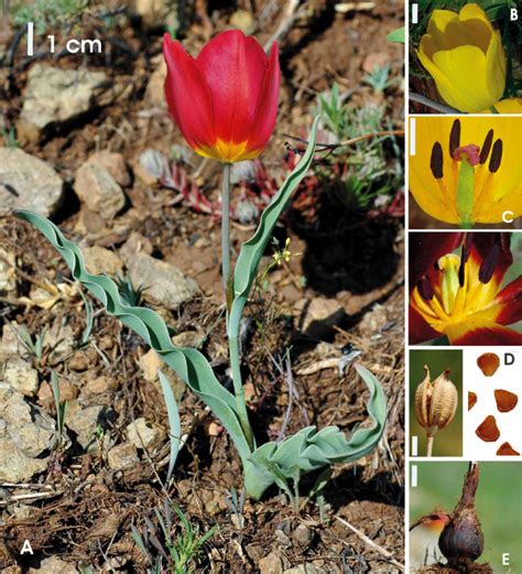 Tulipa Albanica A Habit B Flower Of Yellow Form C Stamens Ovary