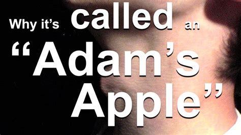 Why The Adams Apple Is Called The Adams Apple Youtube