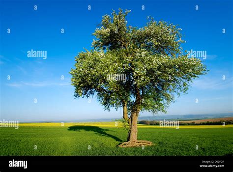 An Isolated Tree In A Cultivated Field Stock Photo Alamy