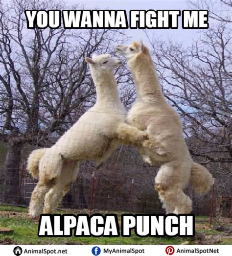 Alpaca Meme Alpaca Funny Animal Jokes Funny Animal Memes