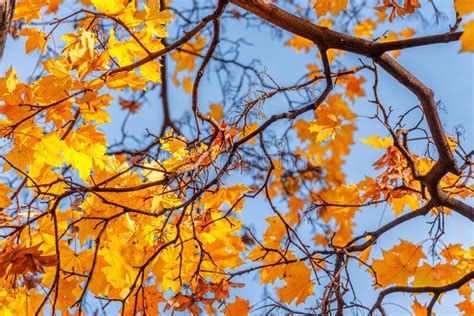 Maple Tree With Autumn Golden Leaves Stock Image Image Of Leaves