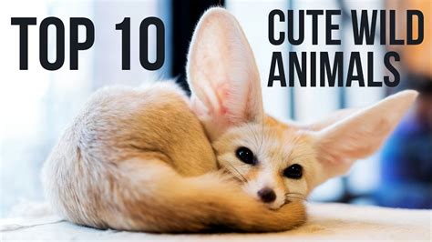 Top 10 Cute Animals Wild Animal Youtube