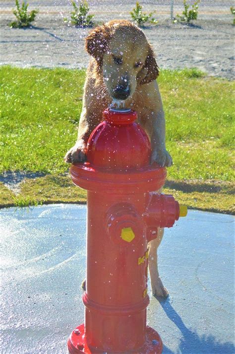 Top Spray Fire Hydrant Cute Dogs Cute Animal Photos Pet Birds