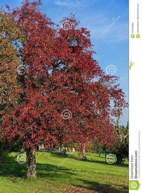 Tree With Red Leaves Leaf Autumn On Grass Field With Blue