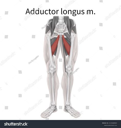 3d Medical Illustration Explain Adductor Longus 库存插图 2135488903