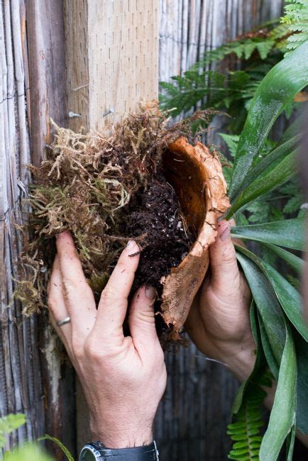 This video focuses on cutting out a c. How To: Turn Your House Into a Staghorn Fern Party | The ...