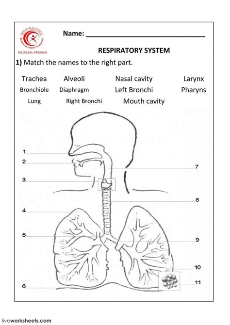 respiratory system interactive  downloadable worksheet