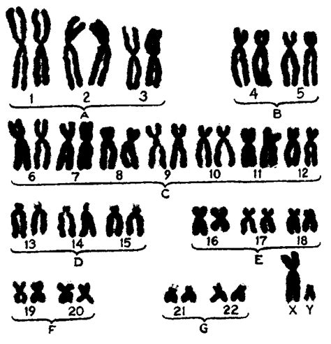 Follow the instructions to go through the simulation. Chromosomes | Contexo.Info