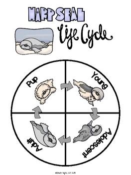 Harp Seal Life Cycle Wheel And Poster Set By Sarah Tighe TpT
