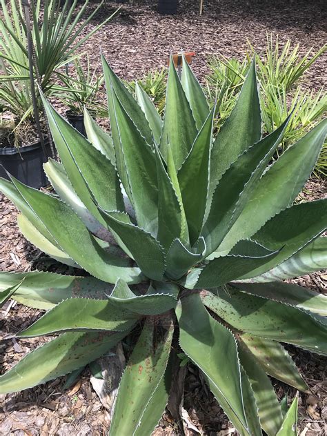 Agave Century Plant • Just Fruits And Exotics