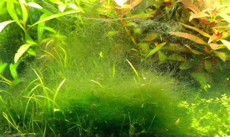 Types Of Aquarium Algae And Causes For Algae Growth Petspre