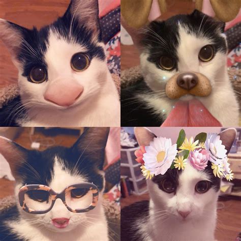 A While Back I Got Several Of The Snapchat Filters To Recognize My Cats