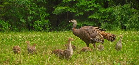 Dnr Releases Turkey Brood Results