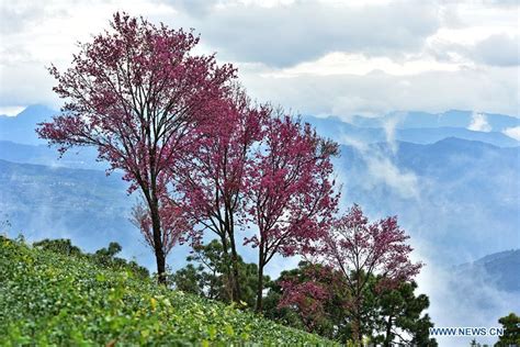 Cherry Blossoms At Wuliang Mountain In Sw China Cn