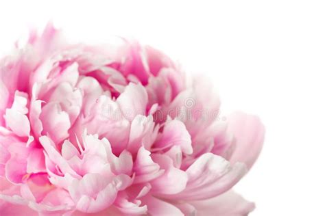 Pink Peony Flower Stock Image Image Of Beautiful Blooming 136615033