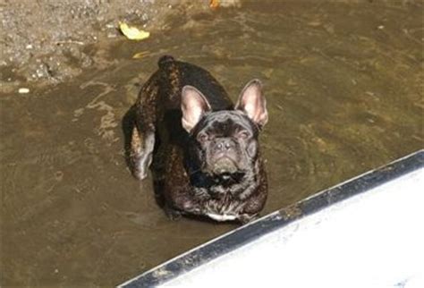 Seems to depend on the lifejacket. Can French Bulldogs Swim? - French Bulldogs in Water