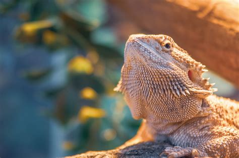 How To Keep Custodians Alive In An Arid Vivarium The Tye Dyed Iguana