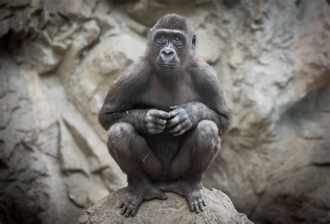 Buffalo Zoo Kicks Off Ape Ril With Community Small Electronics
