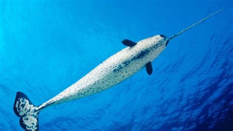 The Fairytale Whale At Risk Of Extinction Narwhal Whale Hit By Climate