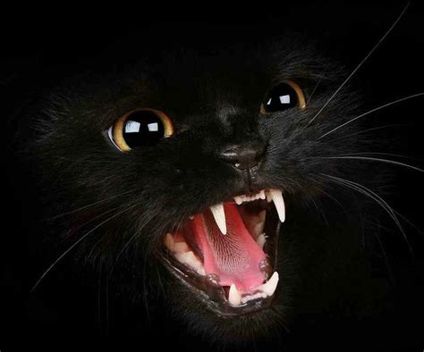 44 Best Images About Scared Cats On Pinterest I Love