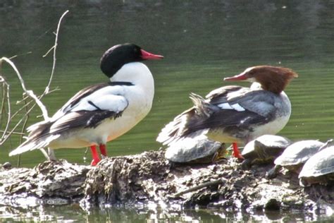 The Birds Of Stevens Creek