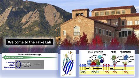 Falke Lab University Of Colorado Boulder