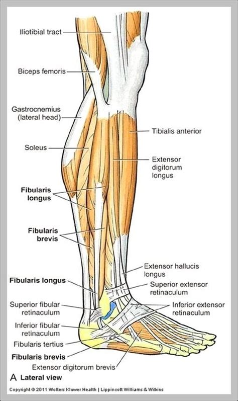 Bio201 Leg Muscles Leg Muscles Anatomy Muscle Anatomy
