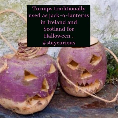Turnips Traditionally Used As Jack O Lanterns In Ireland And Scotland