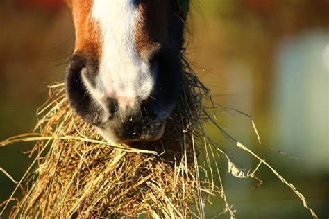 Food Or Foe What Do Horses Eat And Why