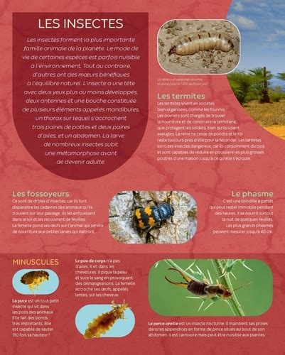 Les Insectes De Emilie Beaumont Album Livre Decitre