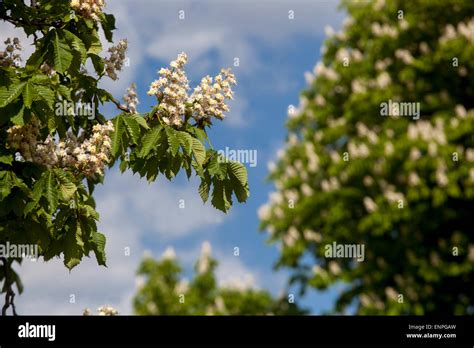 Flowering Horse Chestnut Tree High Resolution Stock Photography And