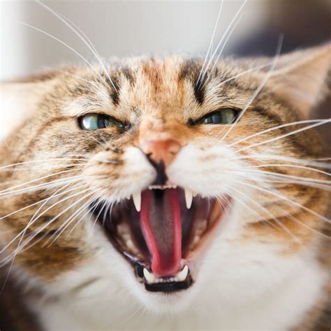 5 Reasons For Aggressive Behavior In Cats