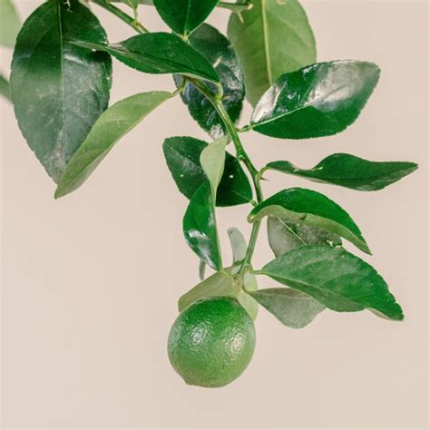 Citrus X Limon Lemon Tree The Palm Centre