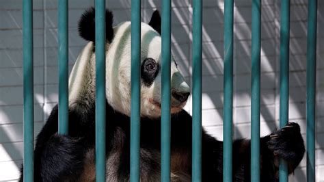 Humans Should Stop Meddling With Pandas And Let Them Die — Quartz