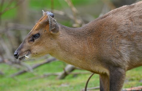 Reeves Muntjac Deer Wildlife Online