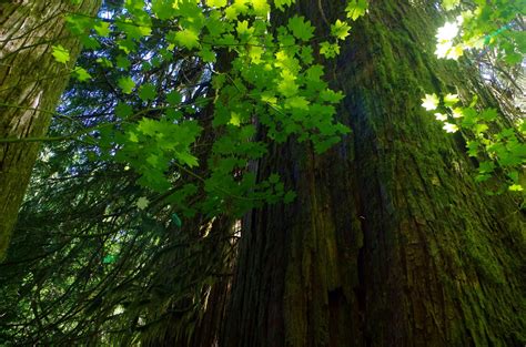 Pacific Northwest Seasons Pacific Northwest Old Growth Hikes Thunder