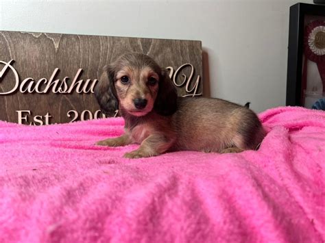 Shelbys Babies Are 8 Weeks Old And Ready To Go Home Rdachshund