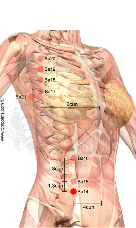 Punto De Acupuntura Ba Fujie Bazo Acupuntura Puntos Acupuntura