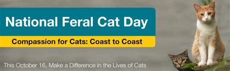 National Feral Cat Day October 16 Cat Day Feral Cats
