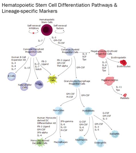 Hematopoietic Stem Cells And Lineage Specific Markers Randd Systems