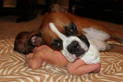 Fiel Boxer Breed Boxer Bulldog Boxer Puppy Boxer And Baby Boxer
