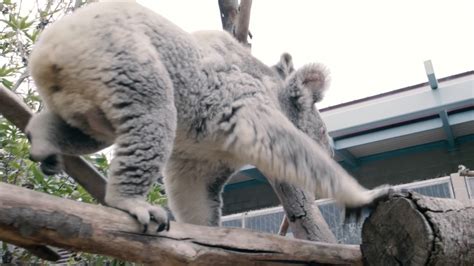 Koala Joey Emerges From Mothers Pouch For First Time At San Diego Zoo